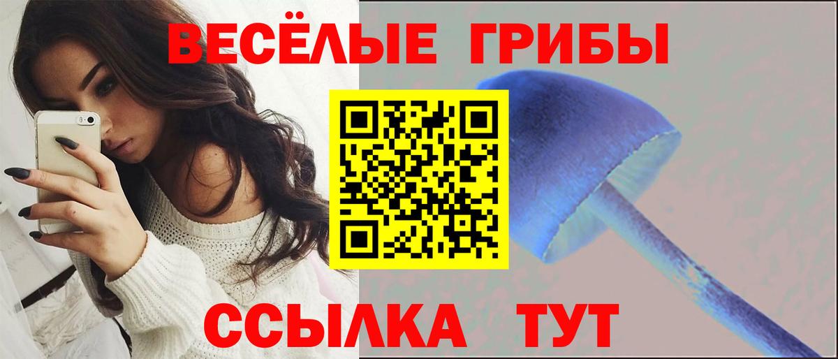 Псилоцибиновые грибы Psilocybe  Вход с VPN  Элиста 
